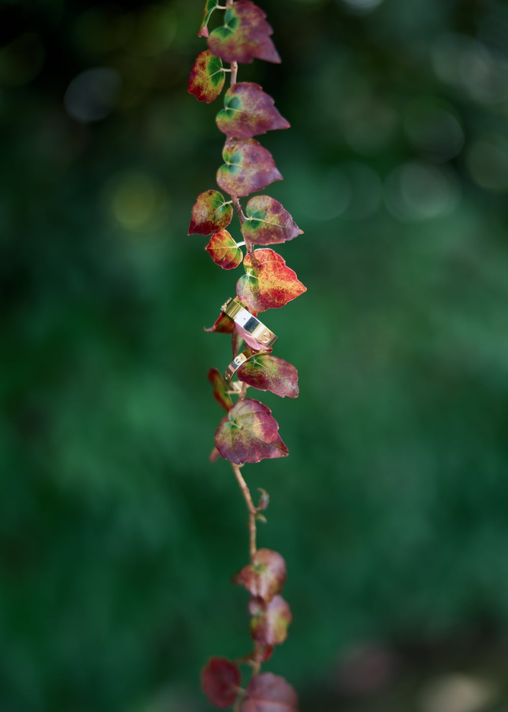 A gold wedding ring hanging from a drooping branch with small red leaves, symbolizing the adventurous Daisy Elopement Collection.